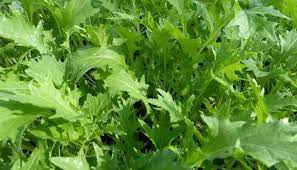 Японская зелень