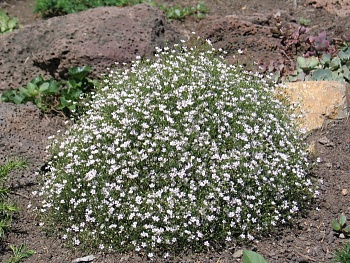 Гипсофила в асс-те