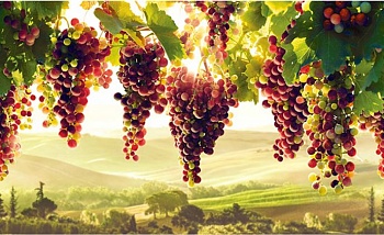 Панель ПВХ ГРЕЙС пано 1002*602 Виноградник