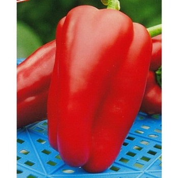 Перец Клаудио ПЖ