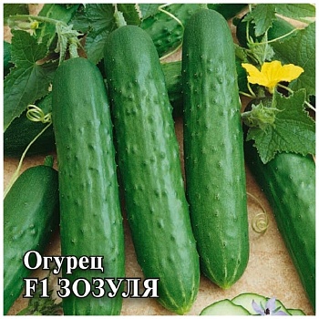 Огурец Зозуля Гавриш