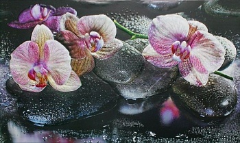 Панель ПВХ ГРЕЙС пано 1002*602 Орхидеи на камне